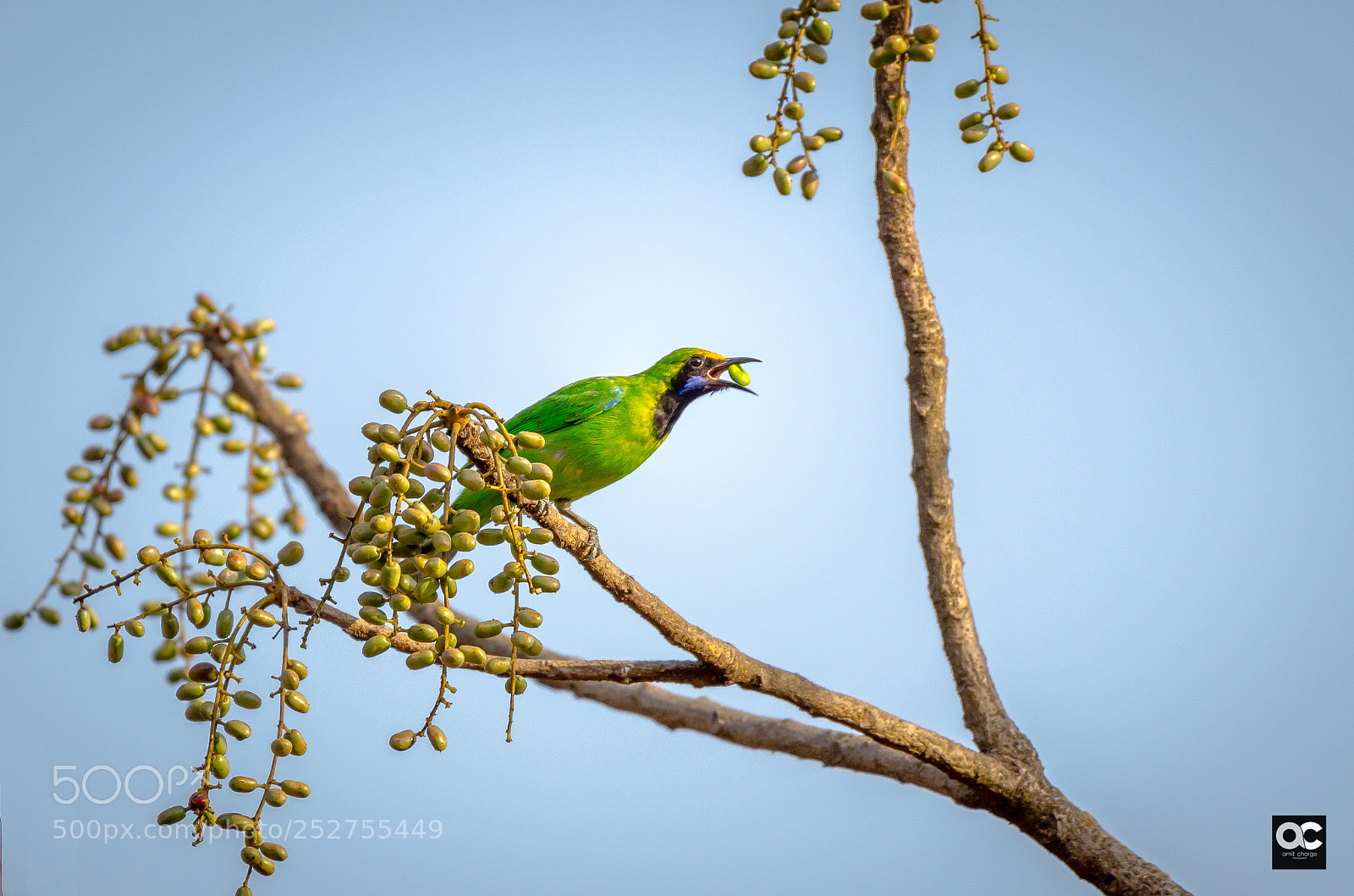 Nikon D5100 sample photo. Golden fronted leaf-bird photography