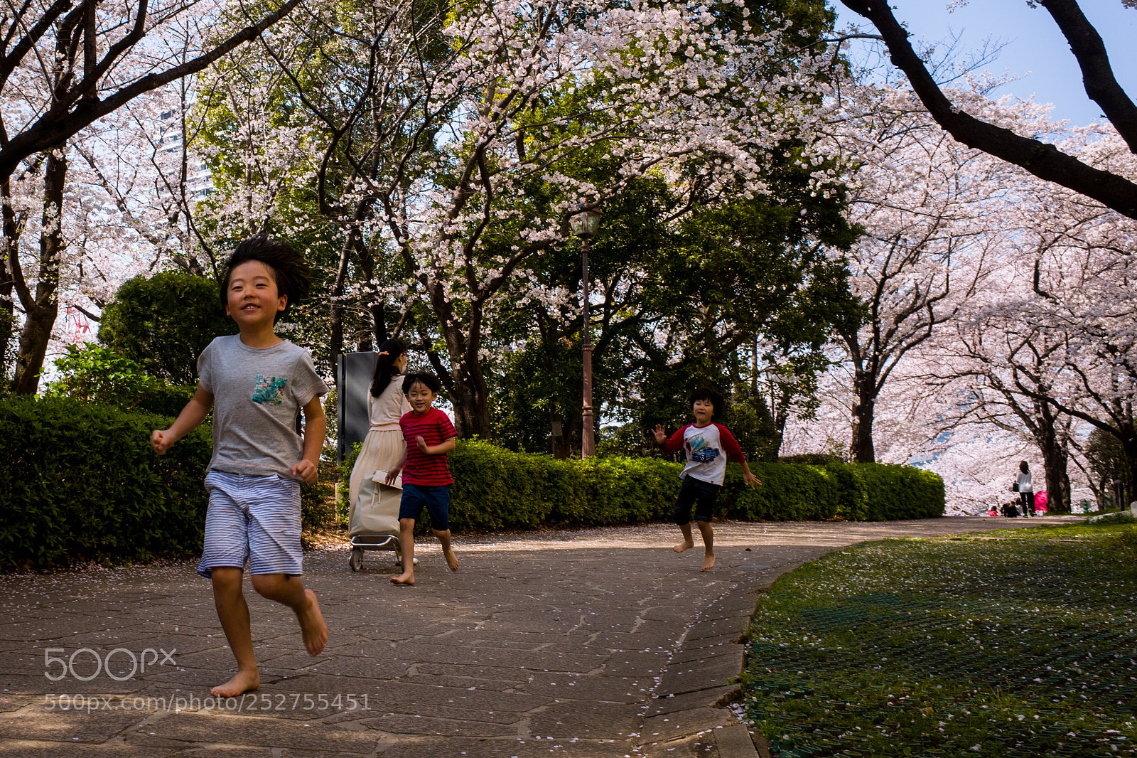 Ricoh GR II sample photo. Running under cherry blossoms  photography