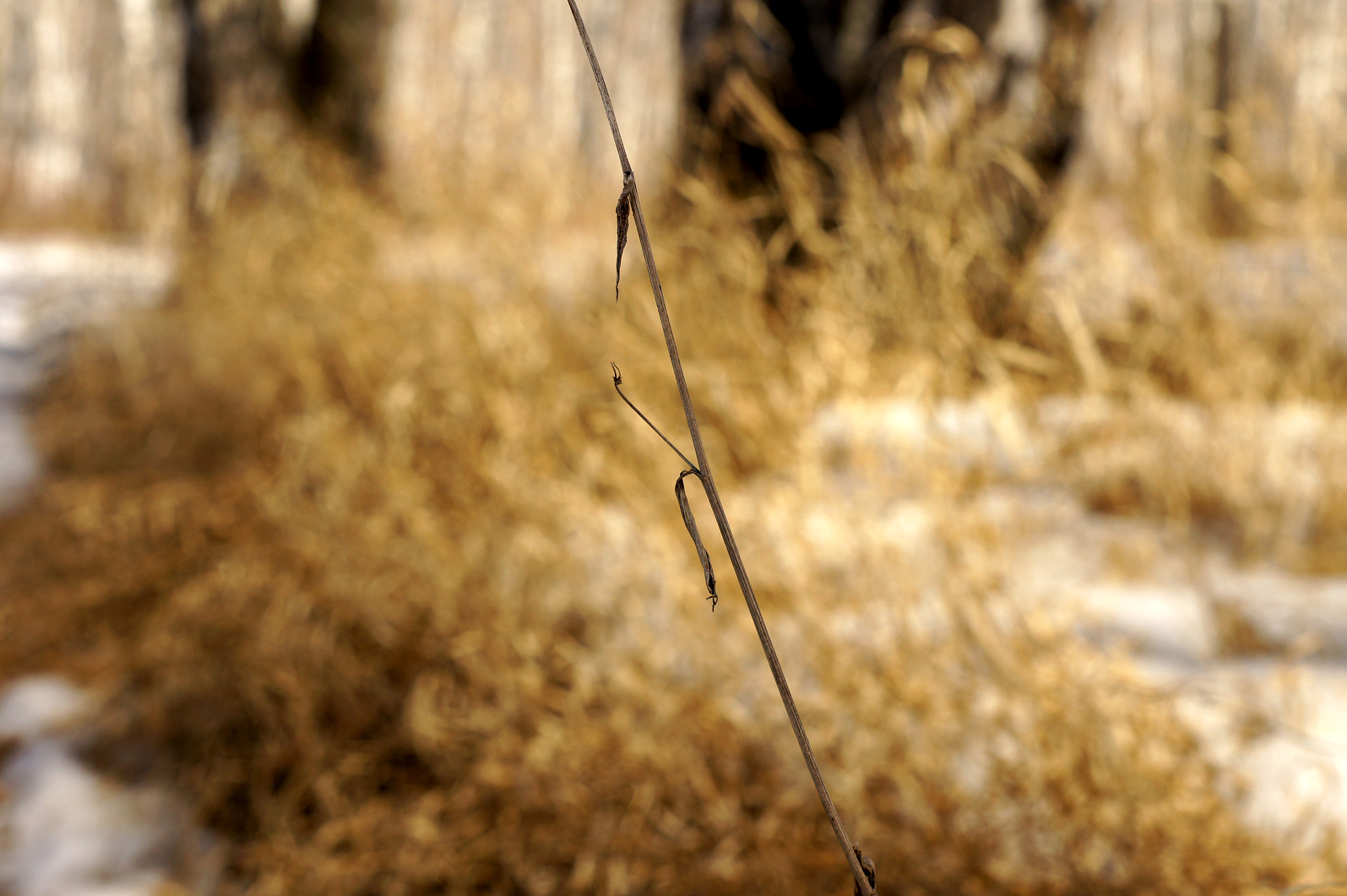 Sony SLT-A33 sample photo. Апрель в лесу. Россия photography