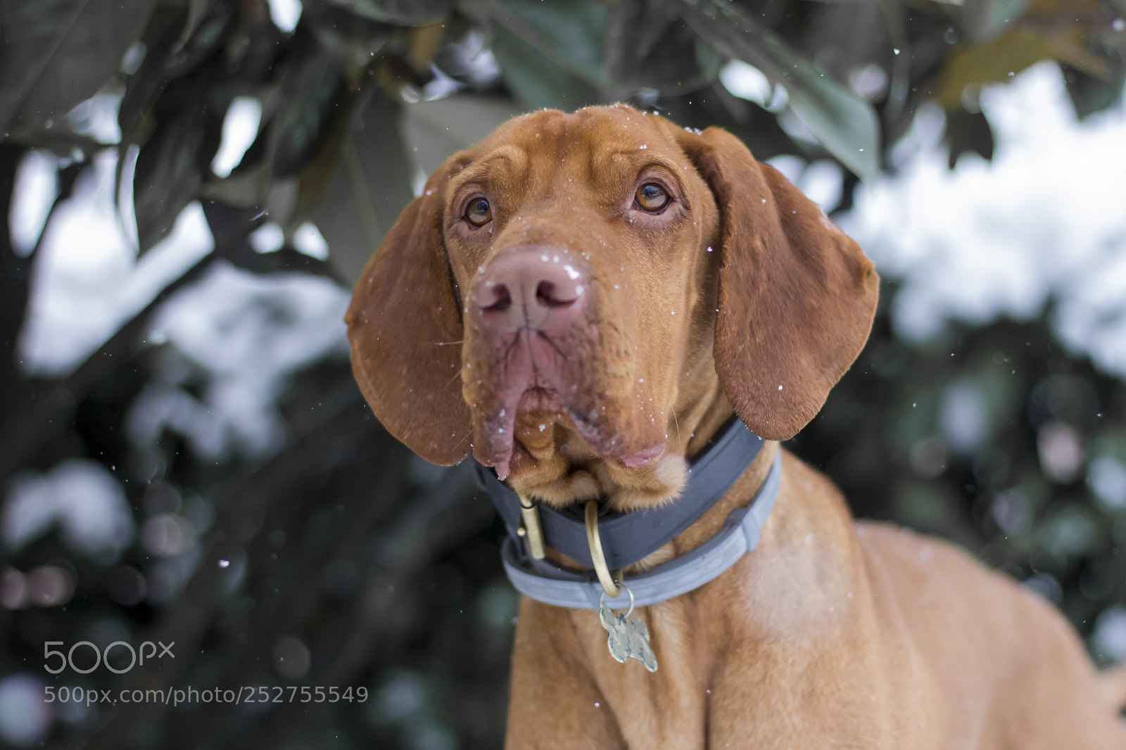 Canon EOS 60D sample photo. Scott during snowfall photography