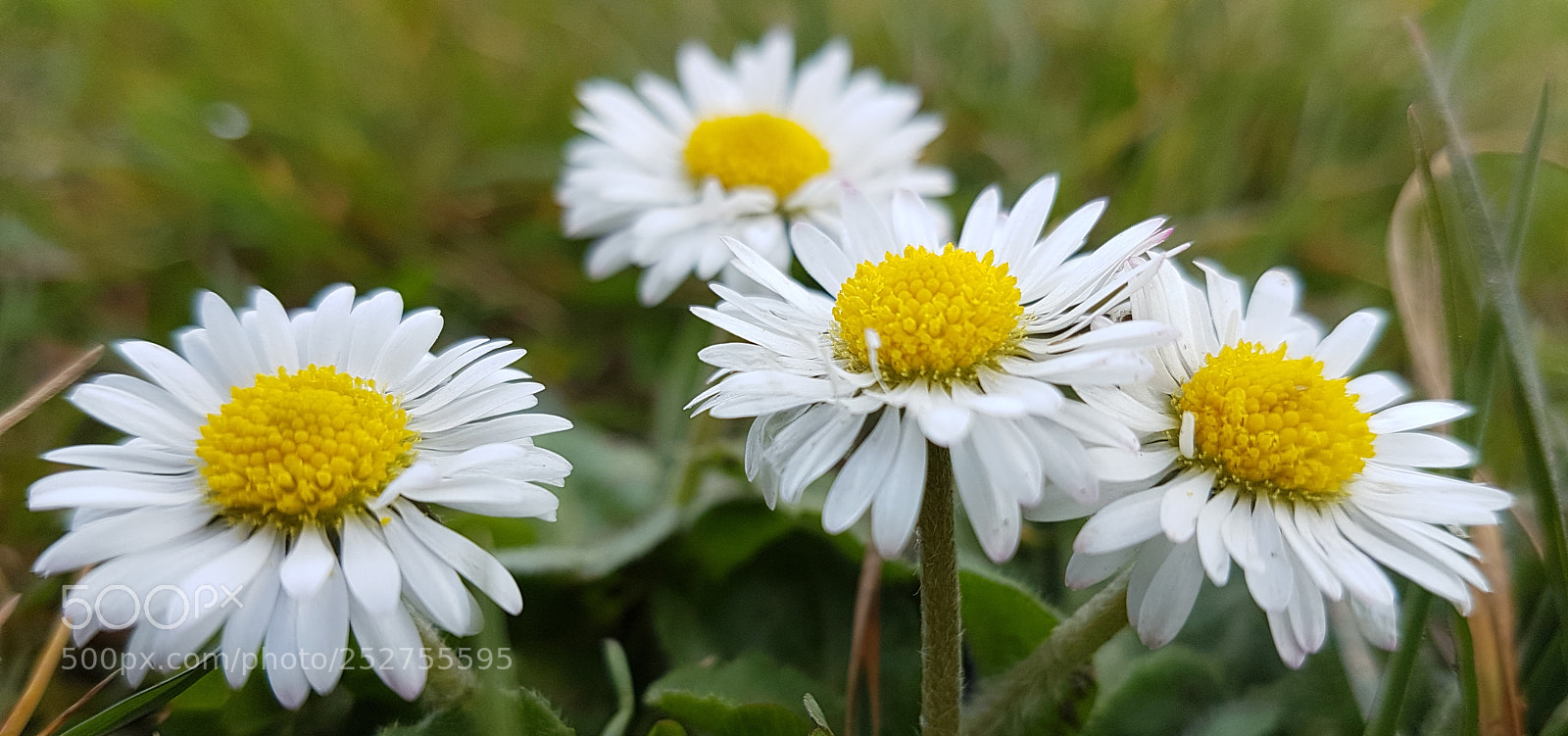 Samsung Galaxy S7 sample photo. Daisies photography
