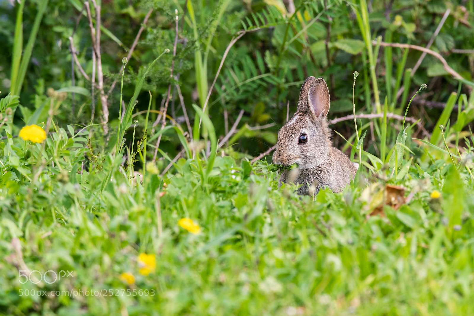 Sony a99 II sample photo. Lepus capensis photography