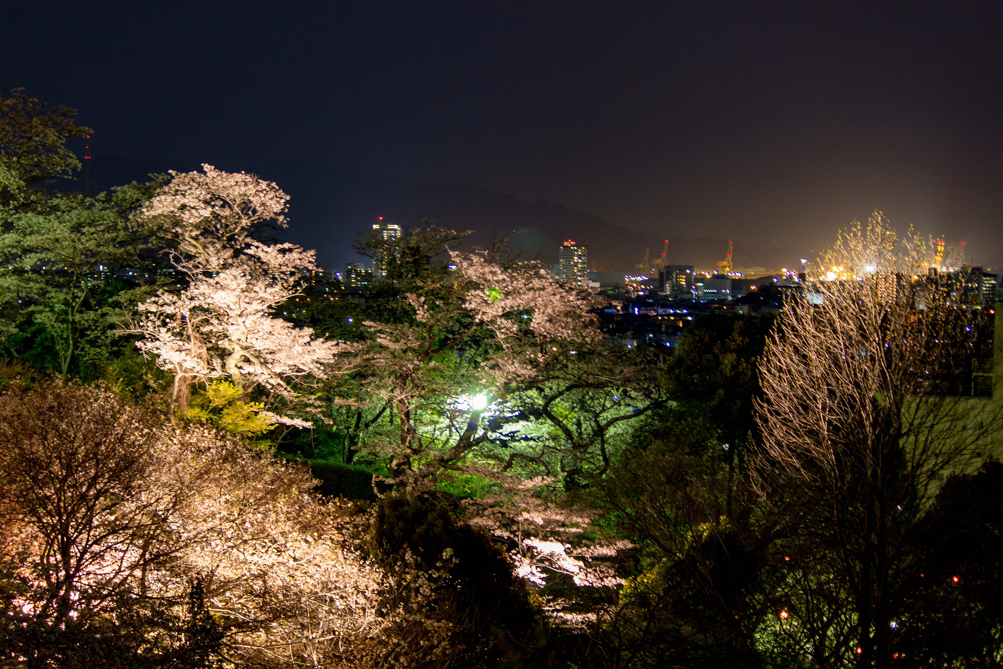 Canon EOS 100D (EOS Rebel SL1 / EOS Kiss X7) sample photo. Cherry blossoms photography