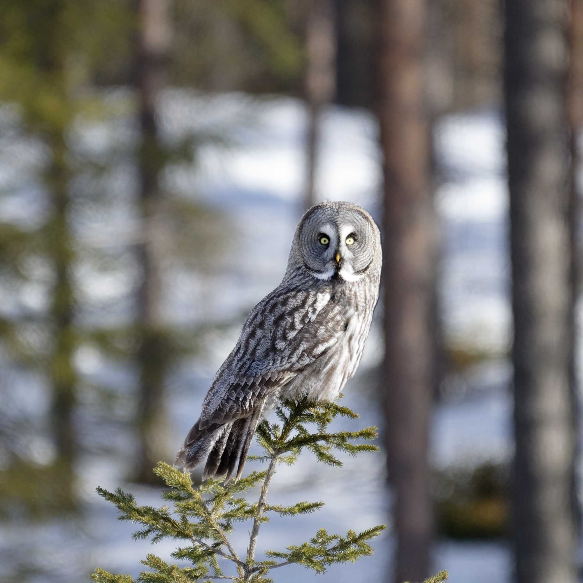 Nikon D7200 + Nikon AF-S Nikkor 200-500mm F5.6E ED VR sample photo. Great grey owl photography