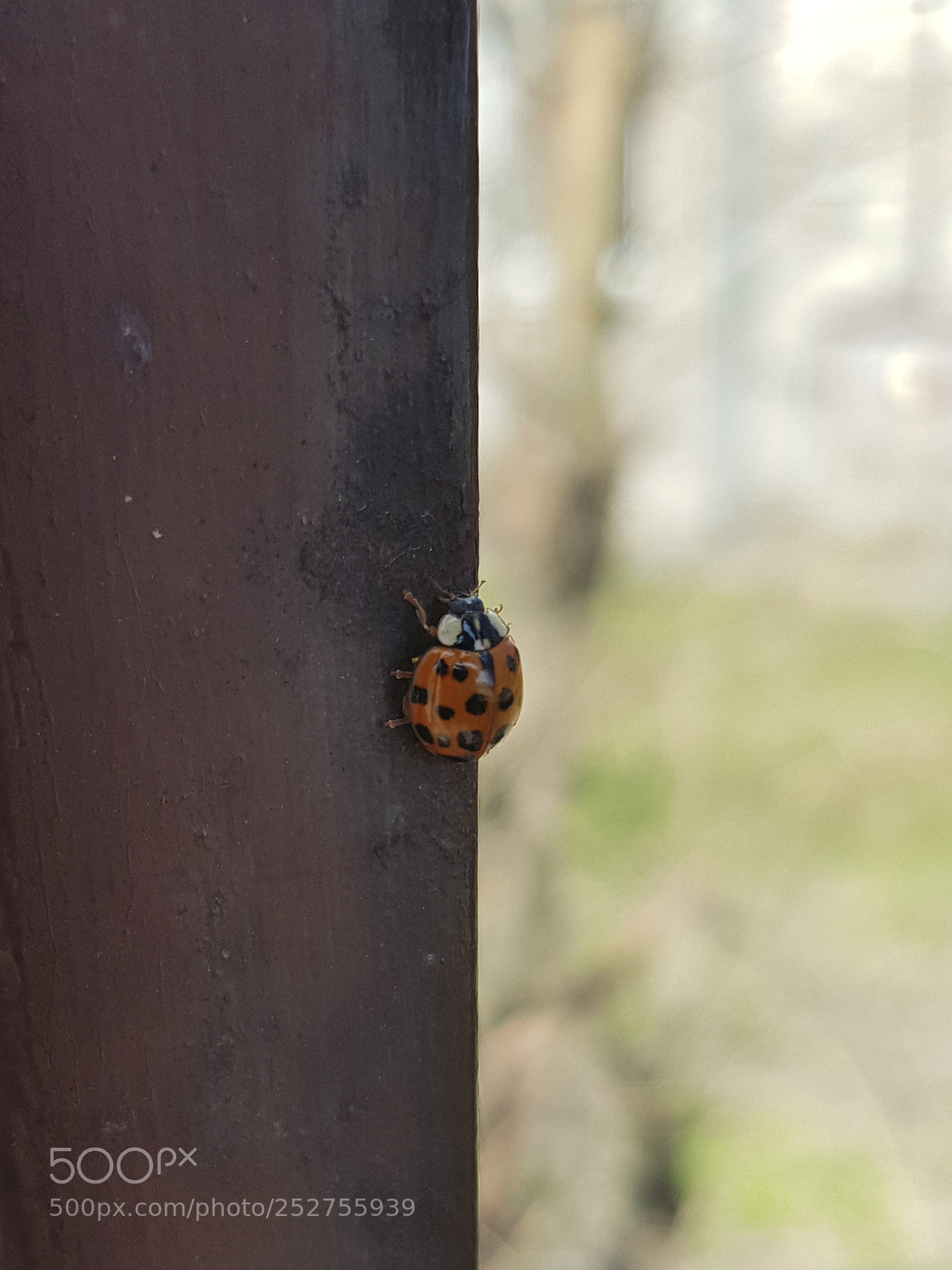 Samsung Galaxy S8 sample photo. Biedronka photography