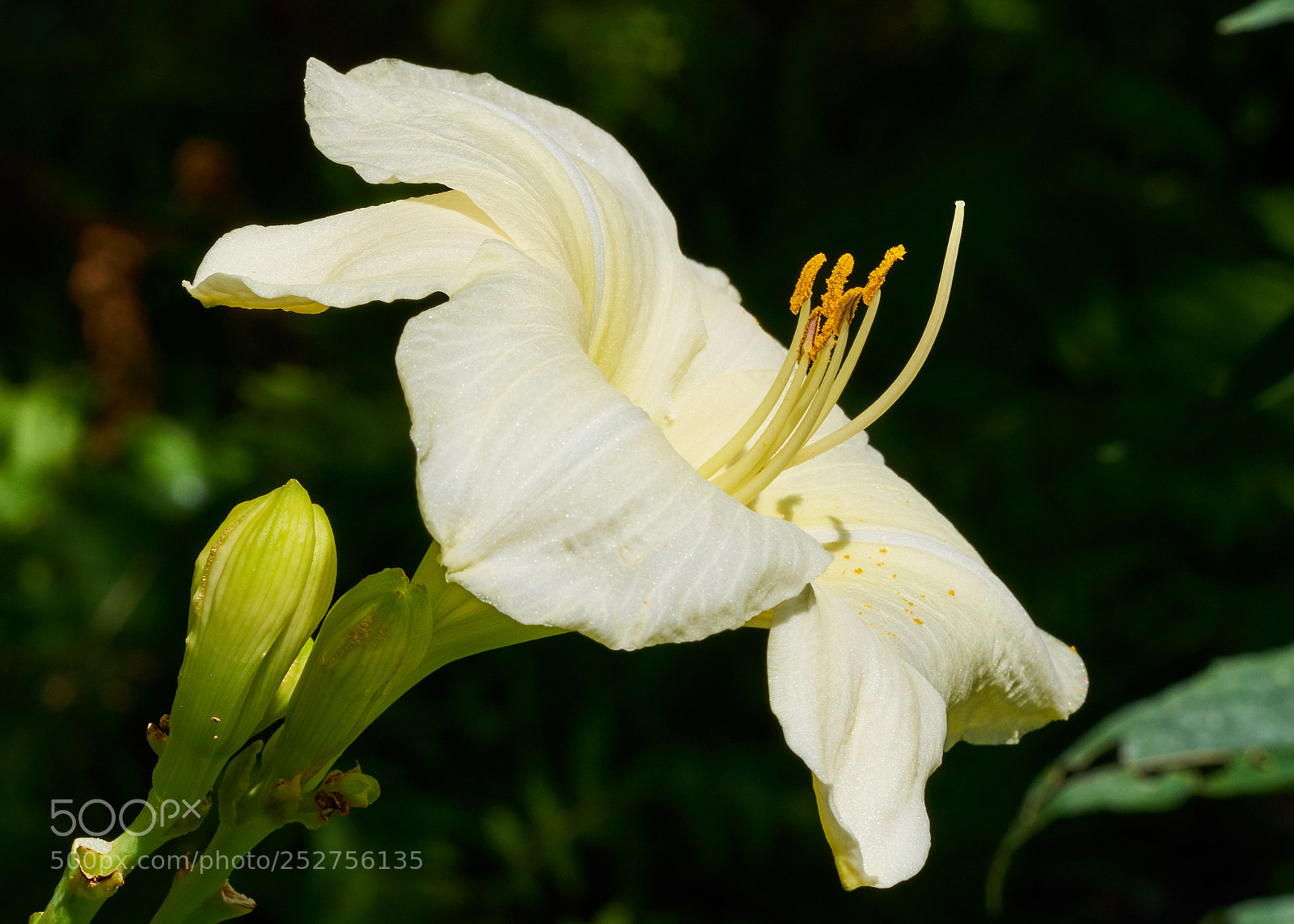 Sony a7R II sample photo. Daylily photography
