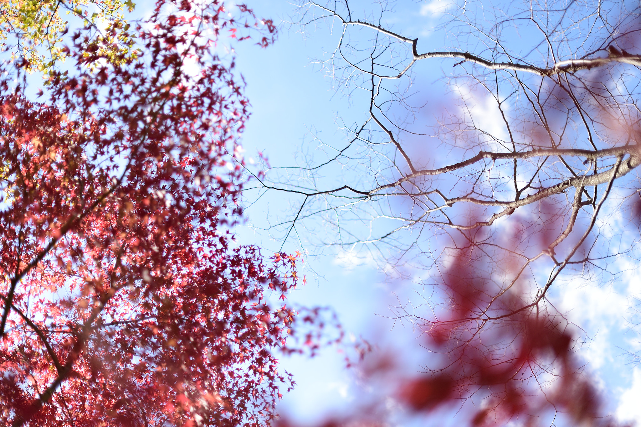Nikon D4S + Nikon AF-S Nikkor 50mm F1.4G sample photo. Dsc photography