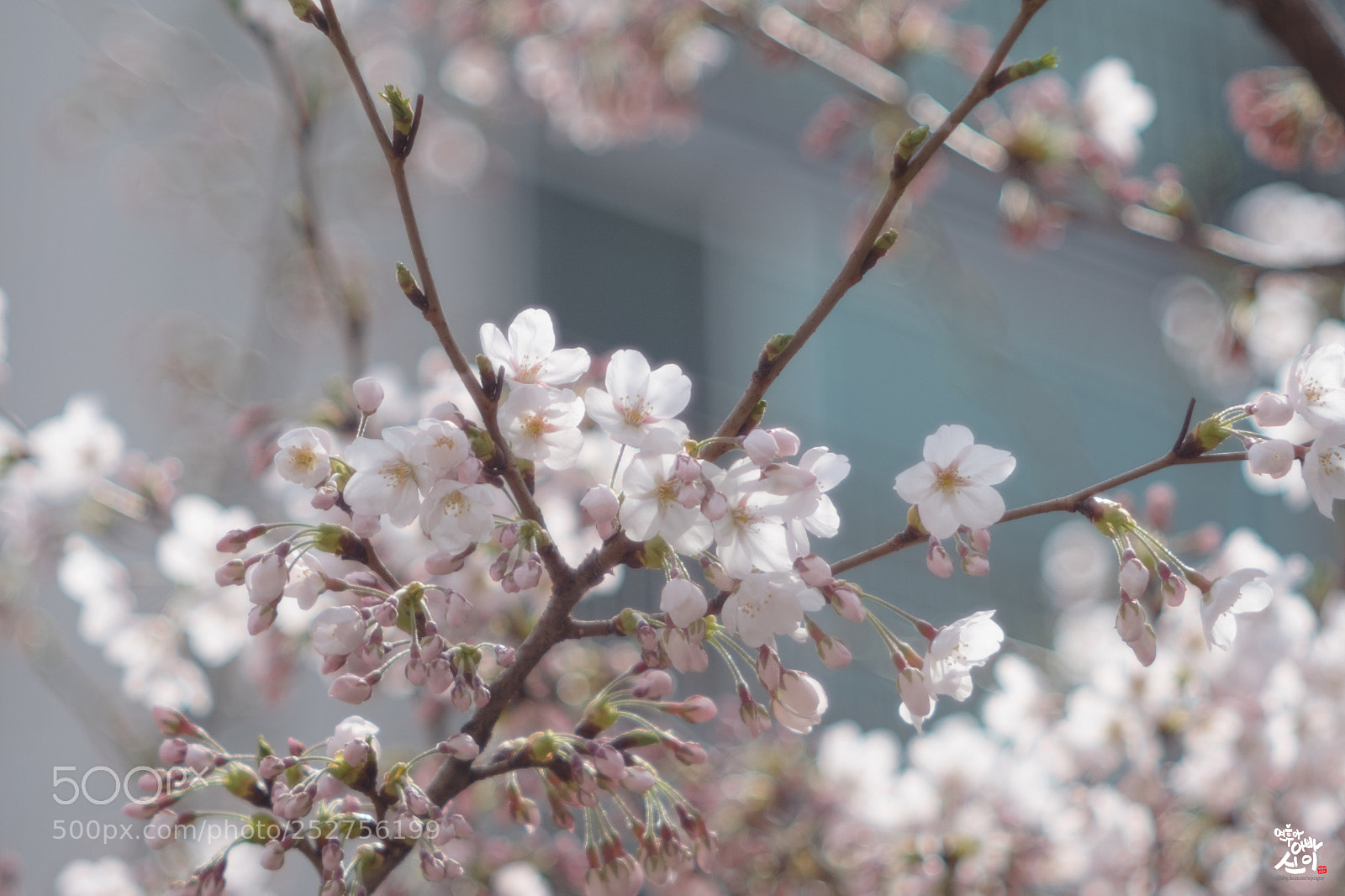 Fujifilm X-T2 sample photo. Cherry blossom photography