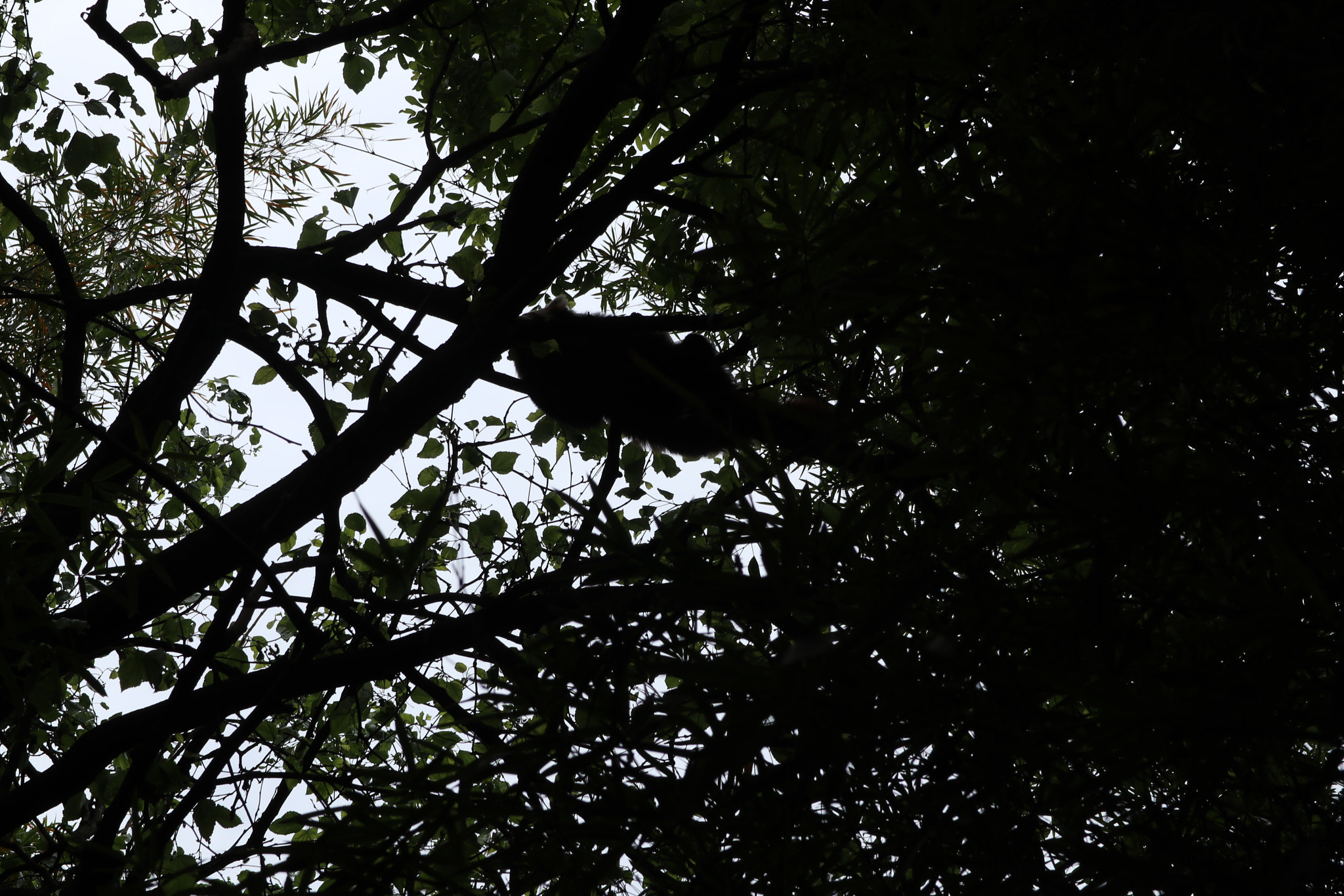 Canon EOS M5 sample photo. Img photography