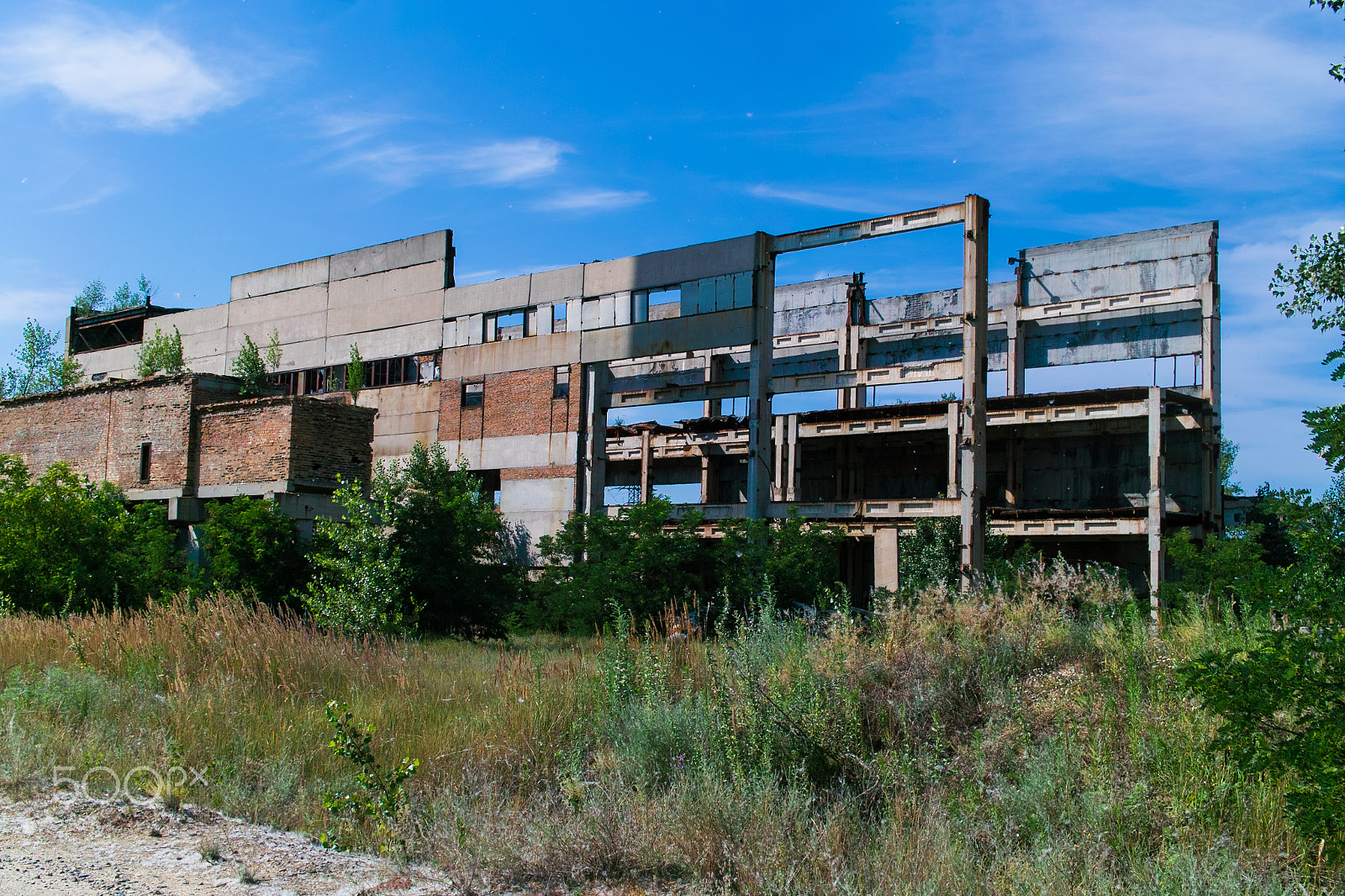 Sigma DP2 sample photo. Abandoned plant photography