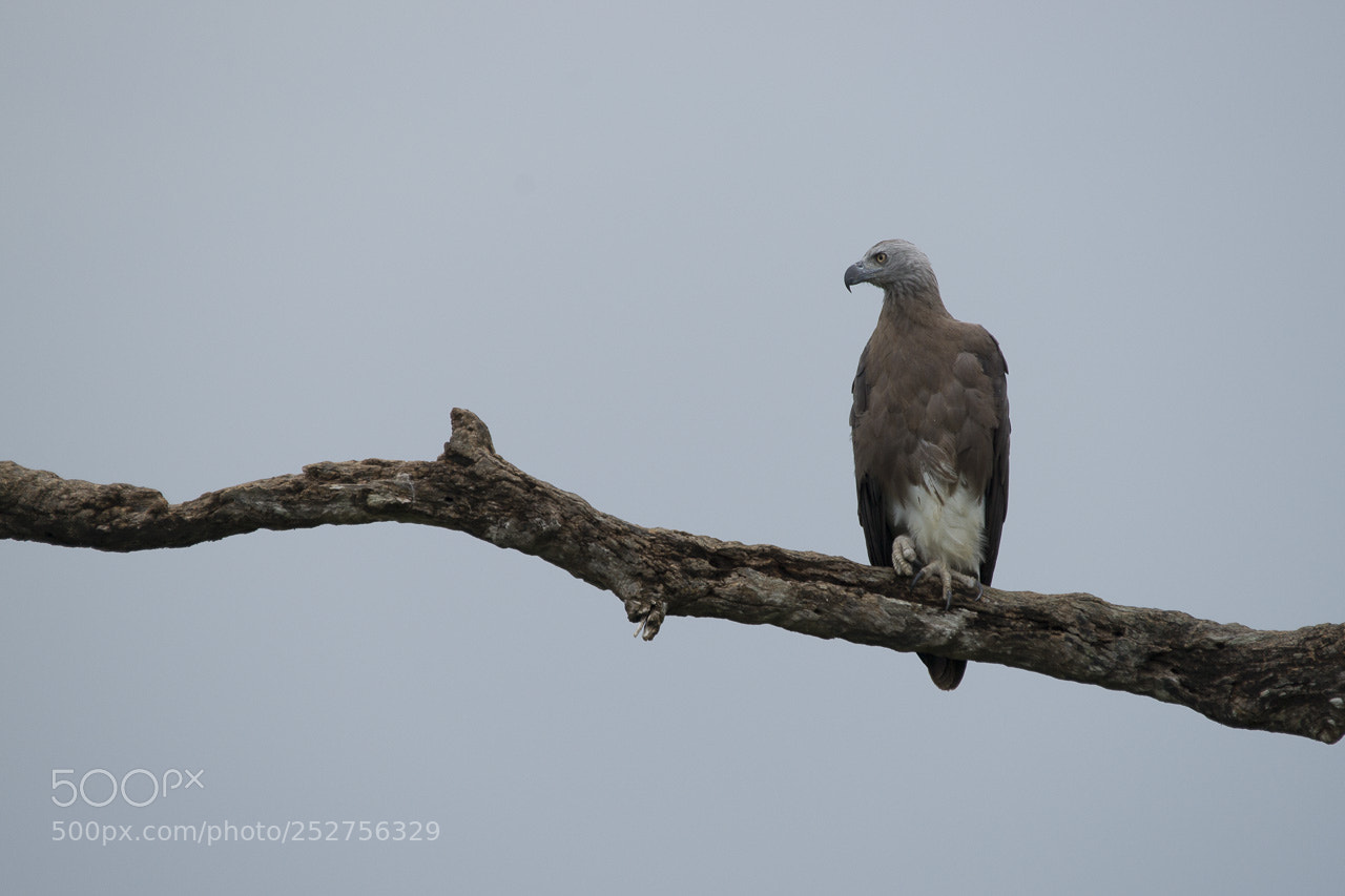 Sony Alpha DSLR-A850 sample photo. White-bellied sea eagle photography