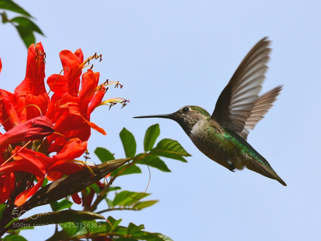 Nikon D7200 sample photo. Hummer - so special! photography