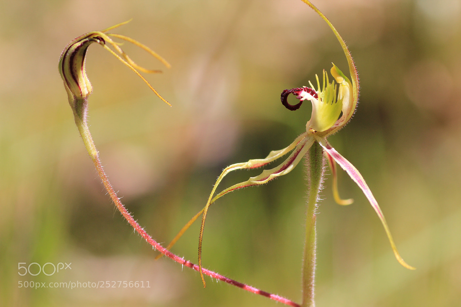 Canon EOS 550D (EOS Rebel T2i / EOS Kiss X4) sample photo. Spider orchid and bud photography