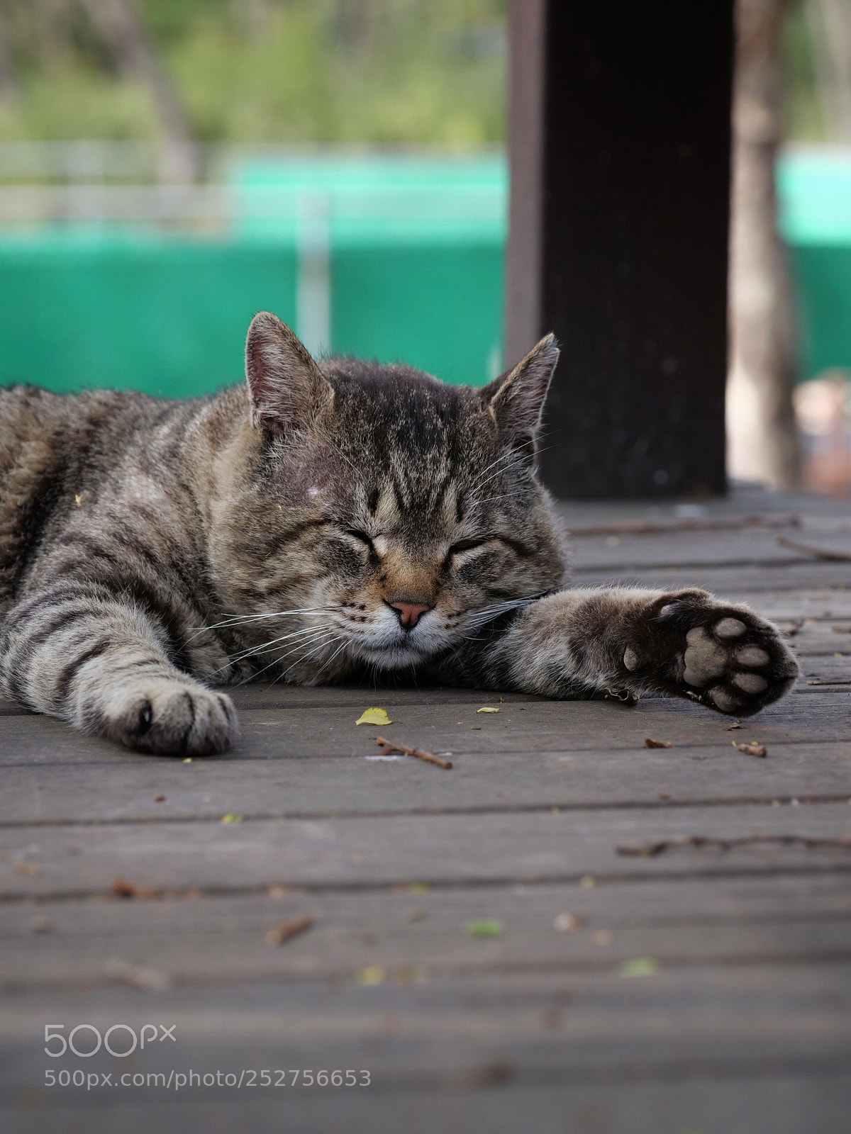 Panasonic Lumix DC-G9 sample photo. 잠자는 길거리 고양이 b photography