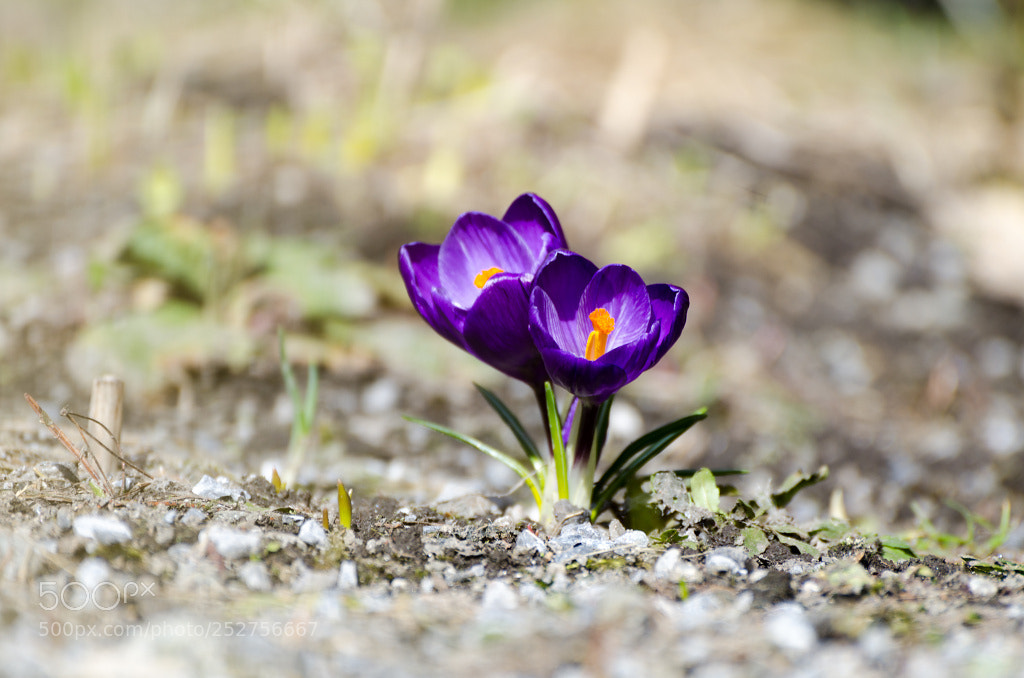 Nikon D7000 sample photo. Krokus ll... photography