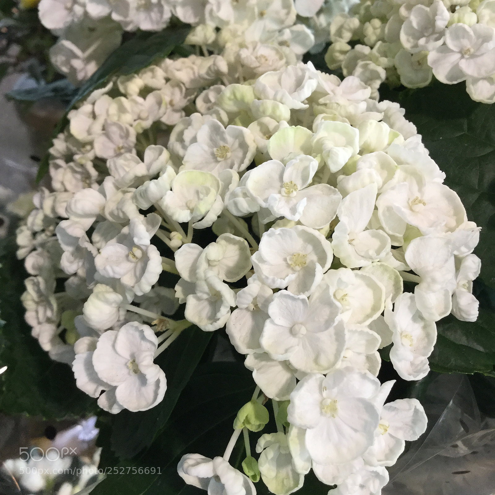 Apple iPod touch sample photo. White flowers photography