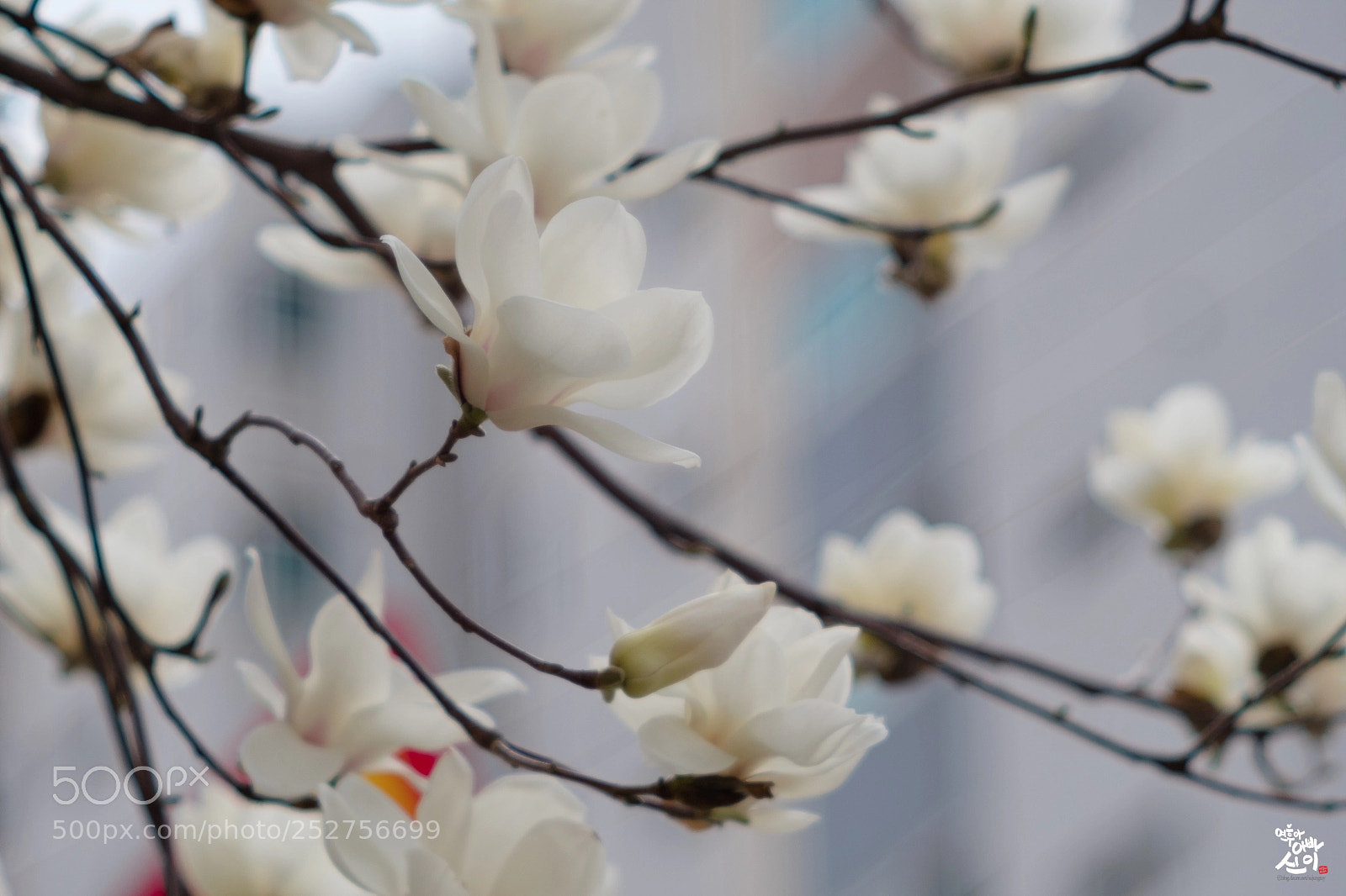 Fujifilm X-T2 sample photo. Magnolia... photography