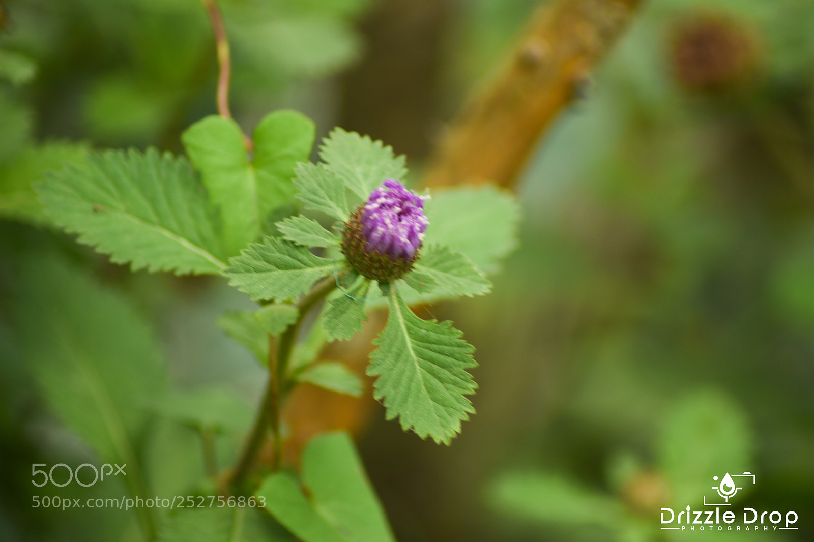 Nikon D7200 sample photo. A flower . photography