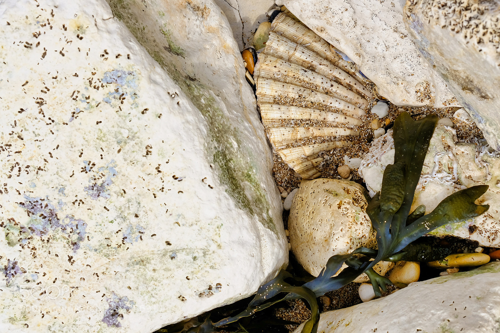 Fujifilm X-Pro2 sample photo. Shell and rocks. photography