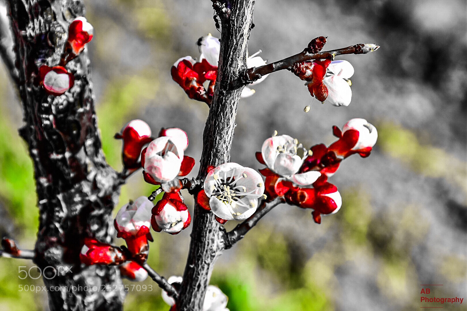 Nikon D7200 sample photo. Lovely spring! photography