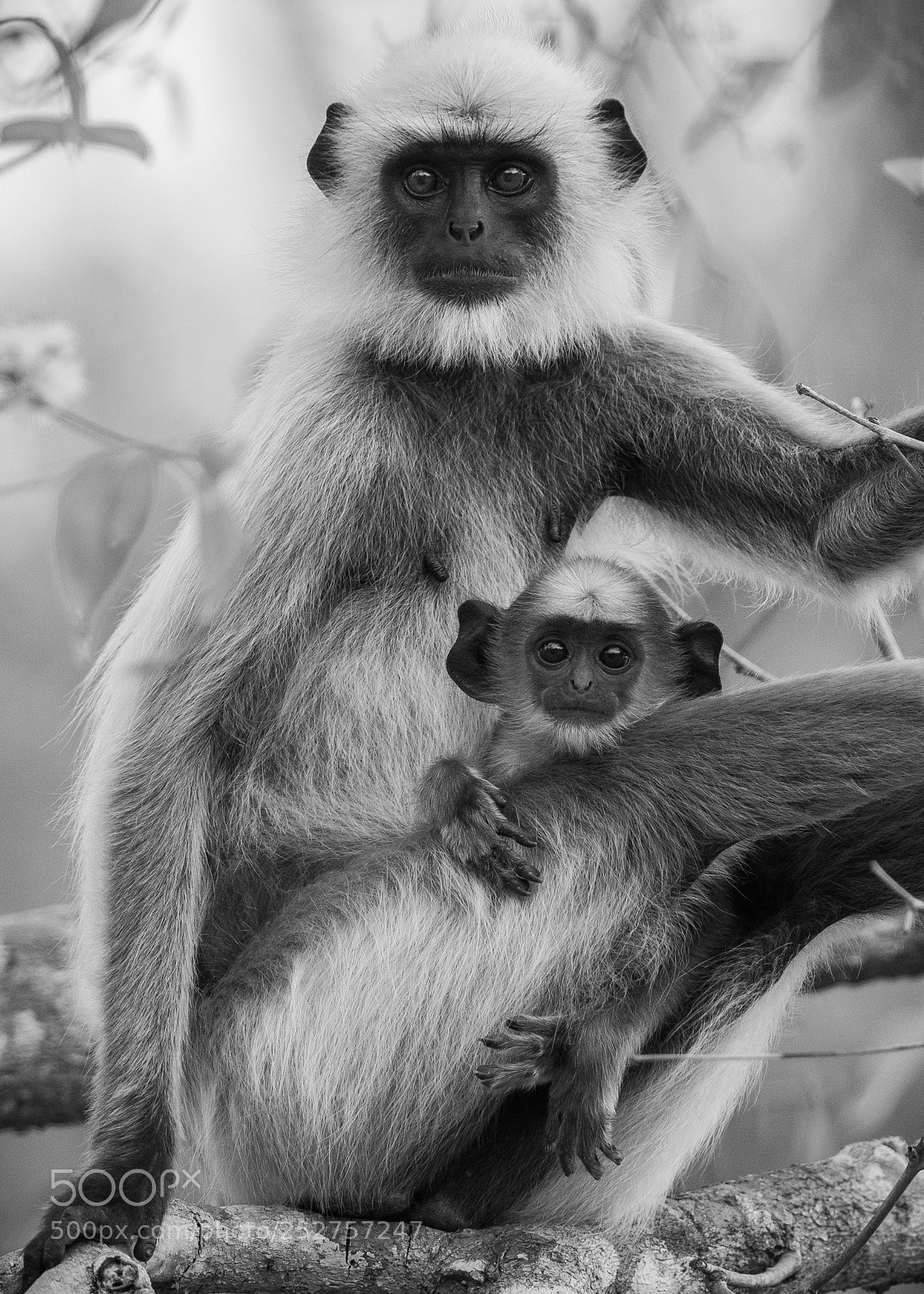 Canon EOS 5D Mark IV sample photo. Langur with the baby... photography