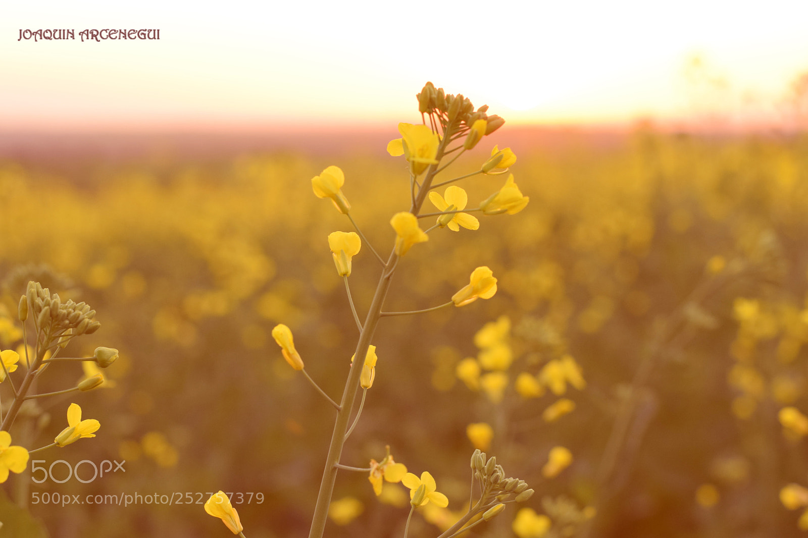 Nikon D5300 sample photo. () photography