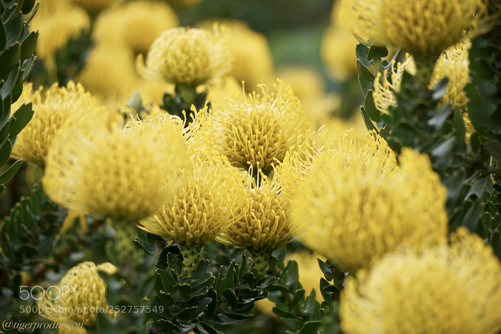 Sony a6000 sample photo. Nature lantern photography