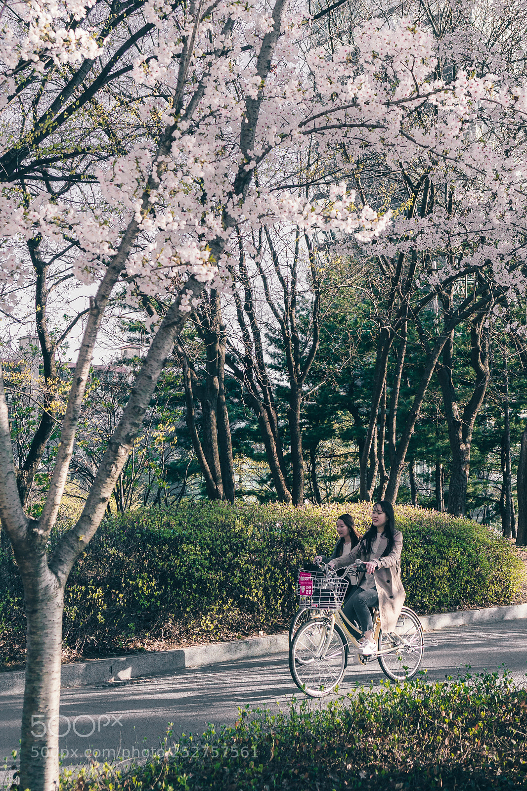Sony a6000 sample photo. Cherry blossoms photography