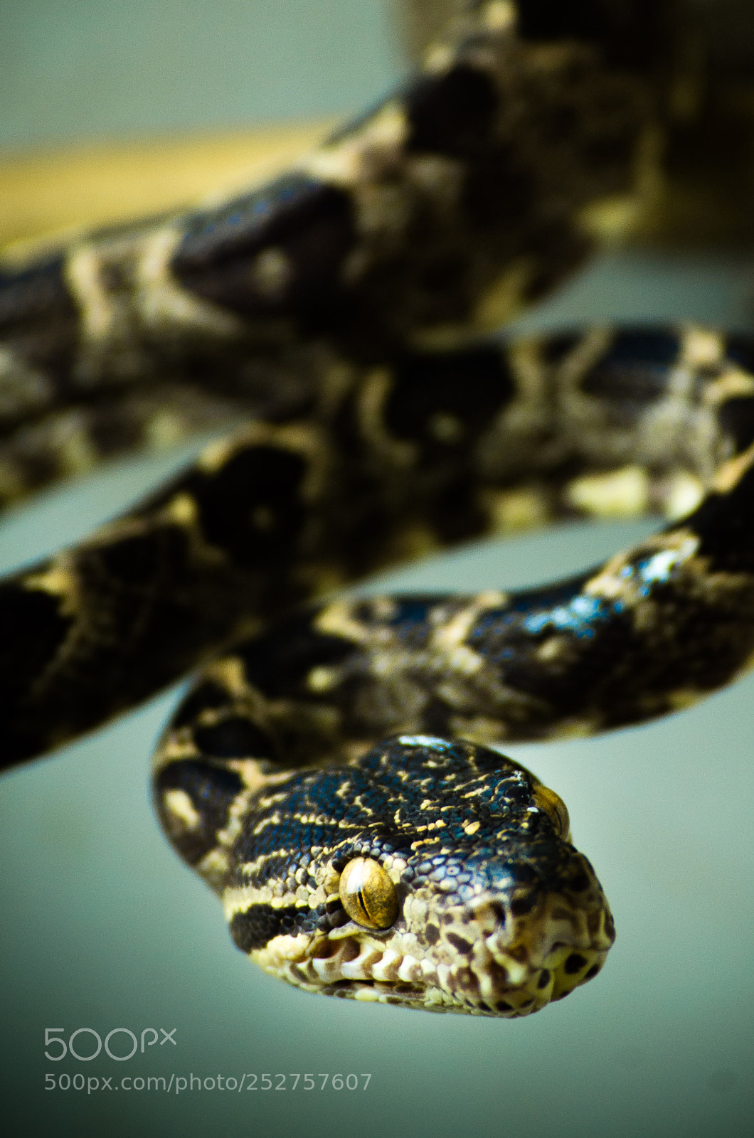 Nikon D7000 sample photo. Corallus hortulanus - halloween photography