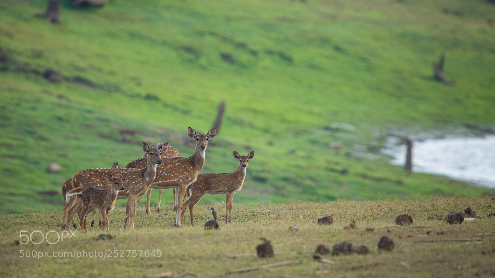 Canon EOS 5D Mark IV sample photo. Sambar and spotted dear.. photography