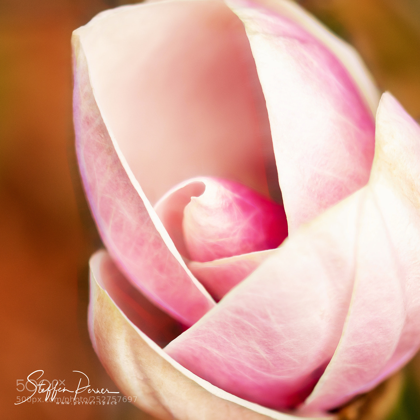 Nikon D7500 sample photo. Magnolia photography