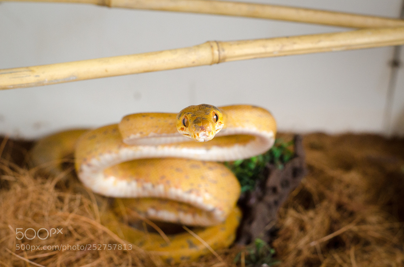 Nikon D7000 sample photo. Hortulanus phase photography