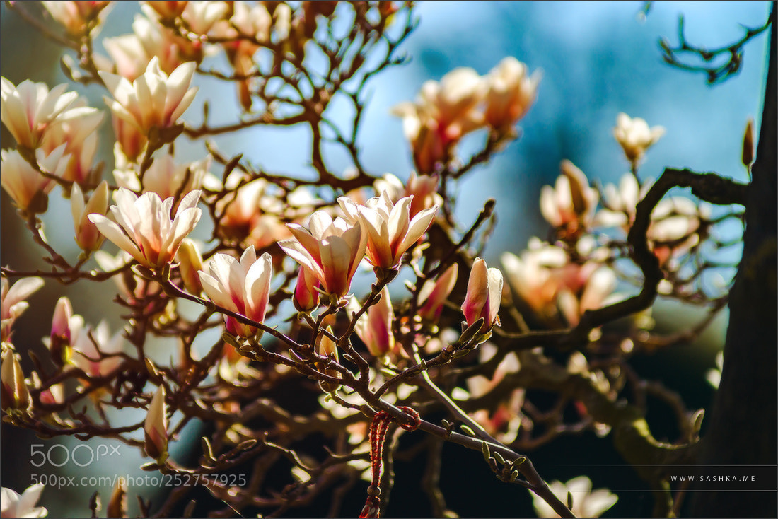Sony a99 II sample photo. Beautiful pink magnolia flowering photography