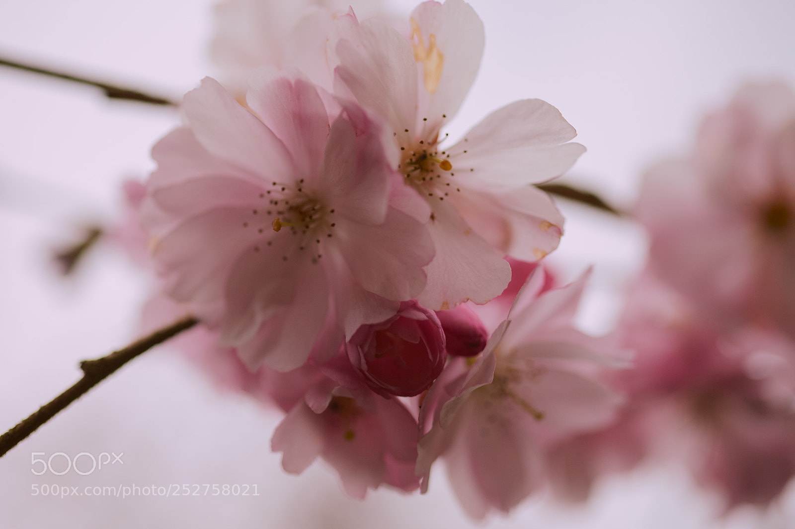 Canon EOS 5D Mark II sample photo. Blossoms photography