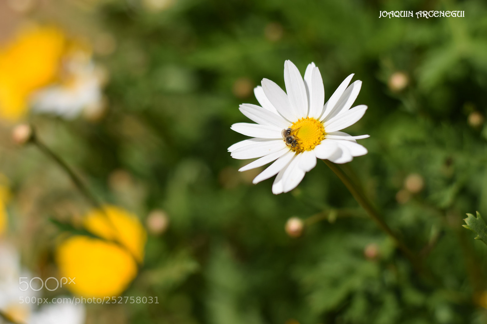 Nikon D5300 sample photo. () photography
