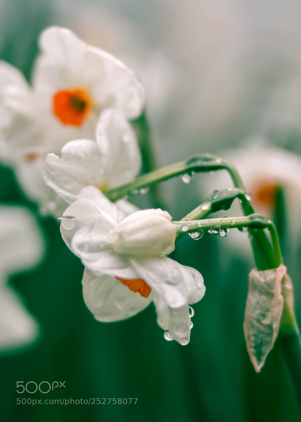 Canon EOS 70D sample photo. Bend never break photography