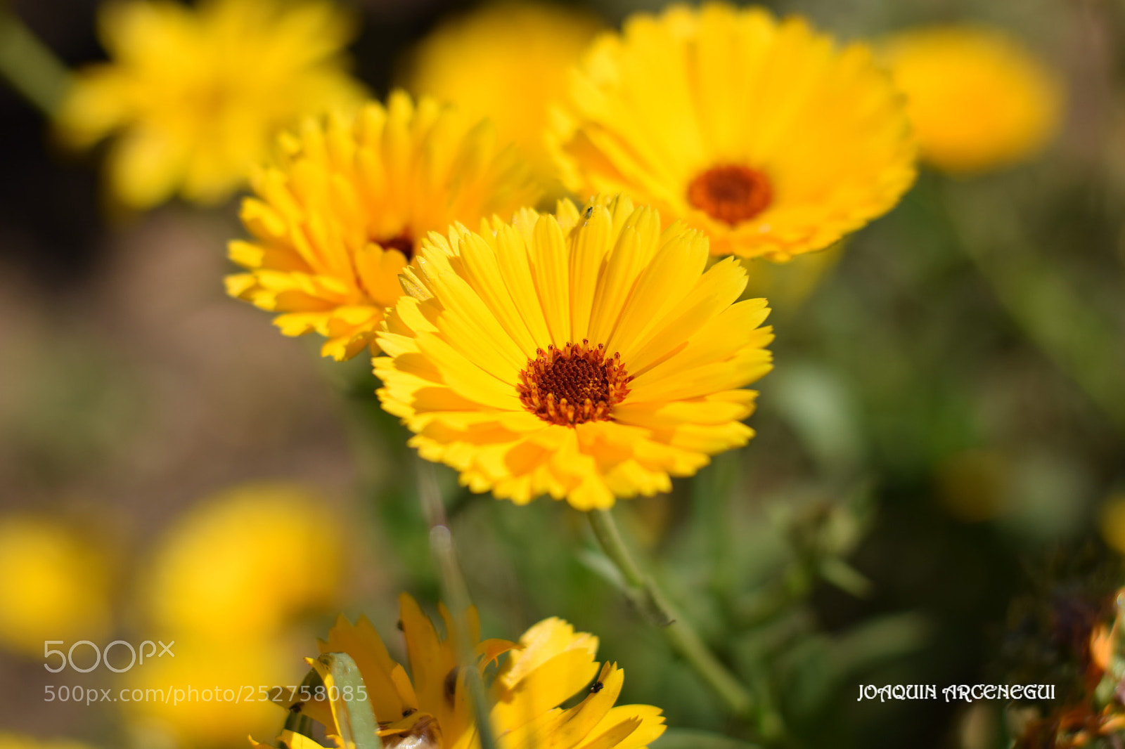 Nikon D5300 sample photo. () photography