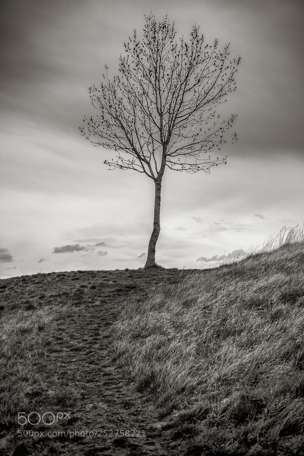 Fujifilm X-Pro2 sample photo. Tree photography