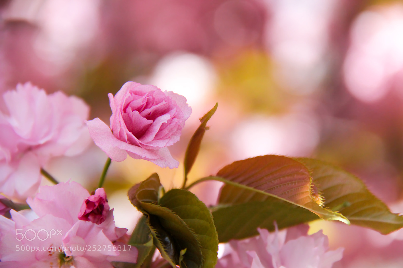 Canon EOS 7D sample photo. Bloom photography
