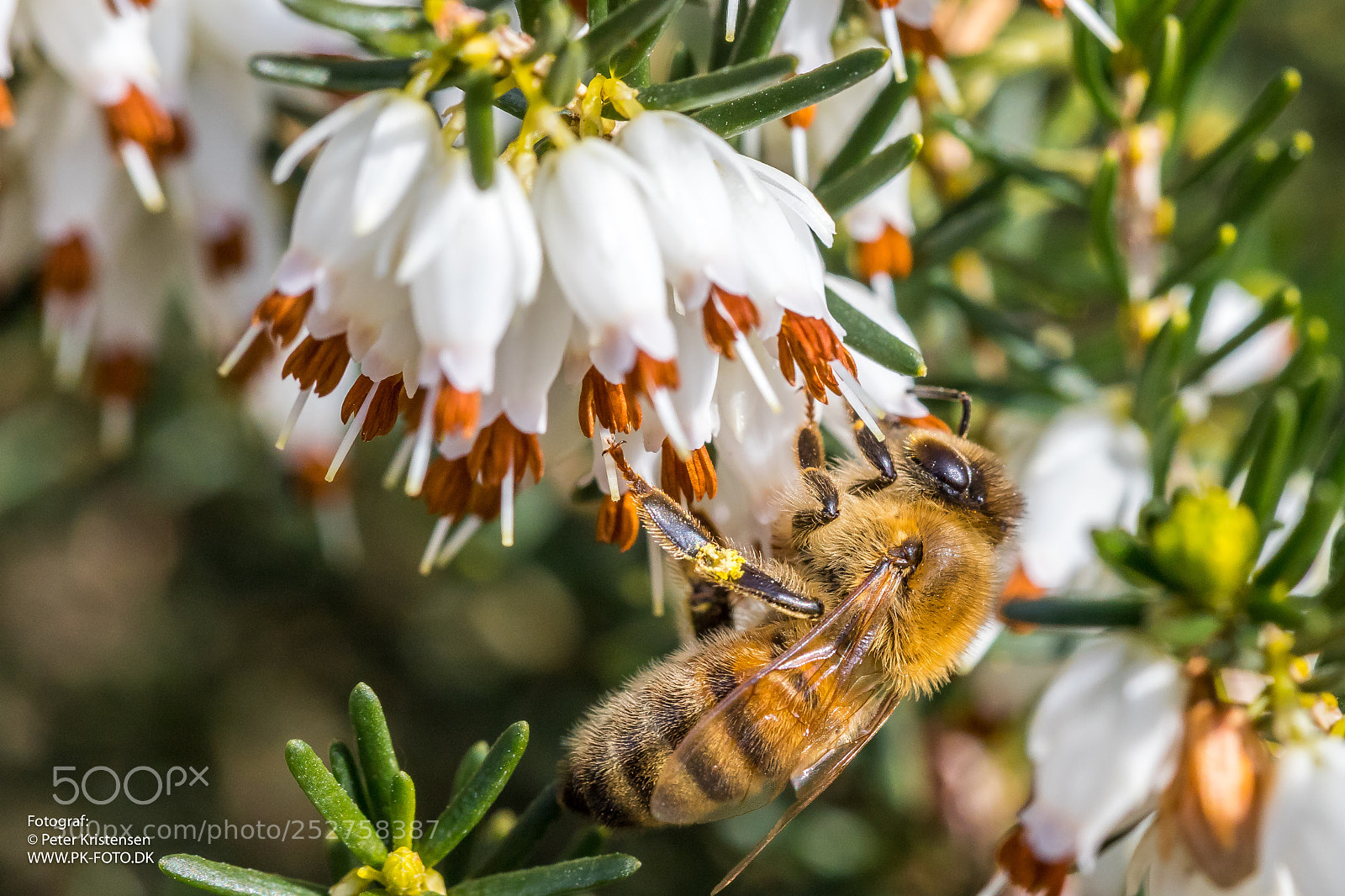 Canon EOS 6D Mark II sample photo. Bee 1 photography
