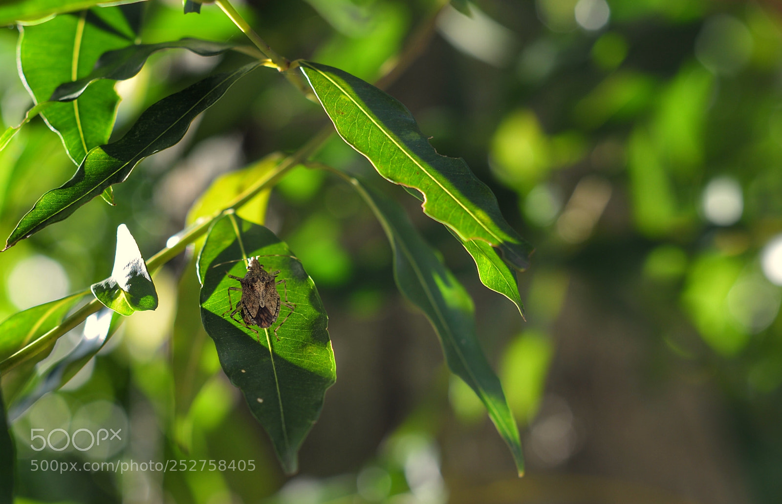 Nikon D800 sample photo. 《阳光下的邂逅》 photography
