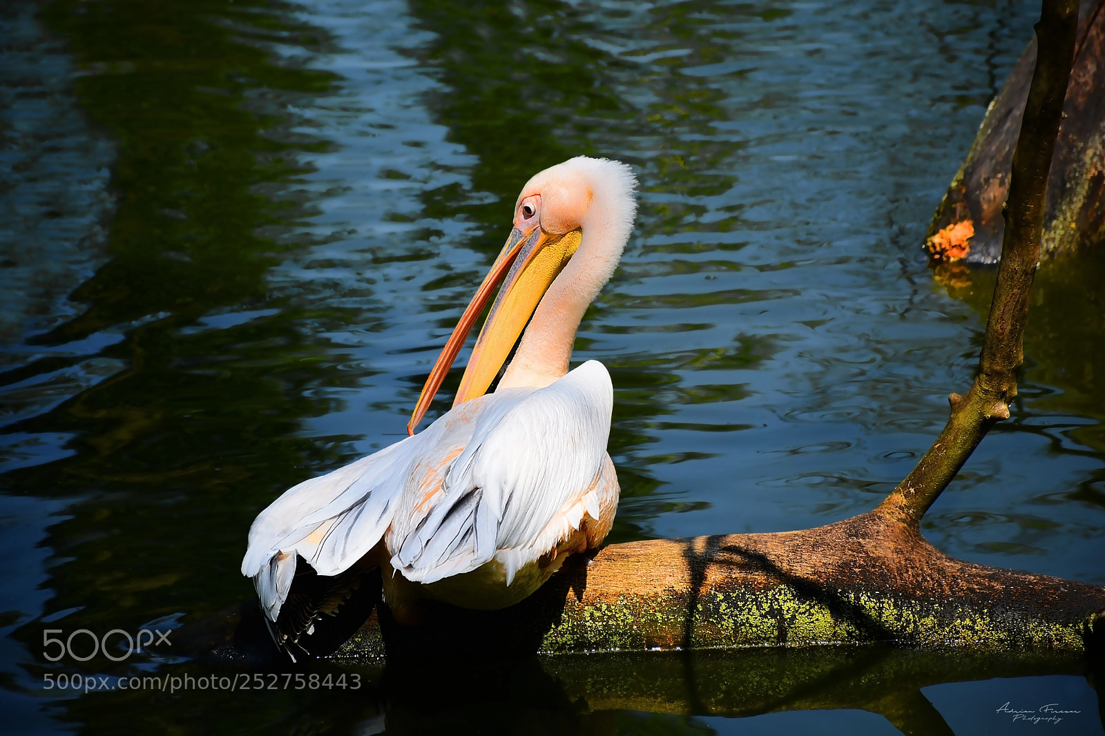 Nikon D5200 sample photo. The pelican photography