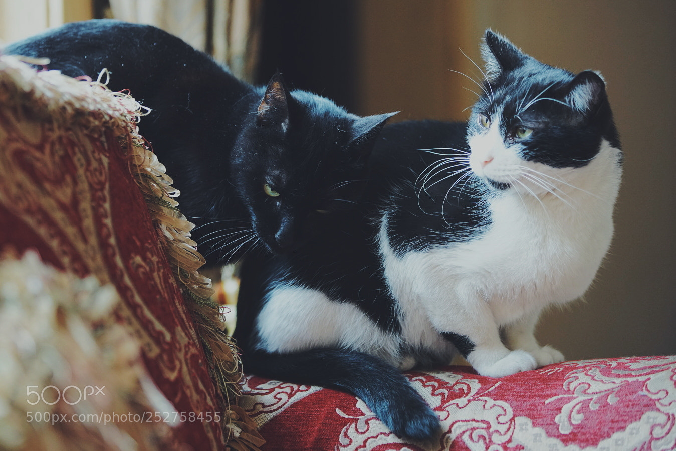 Sony a7R II sample photo. Untitled photography