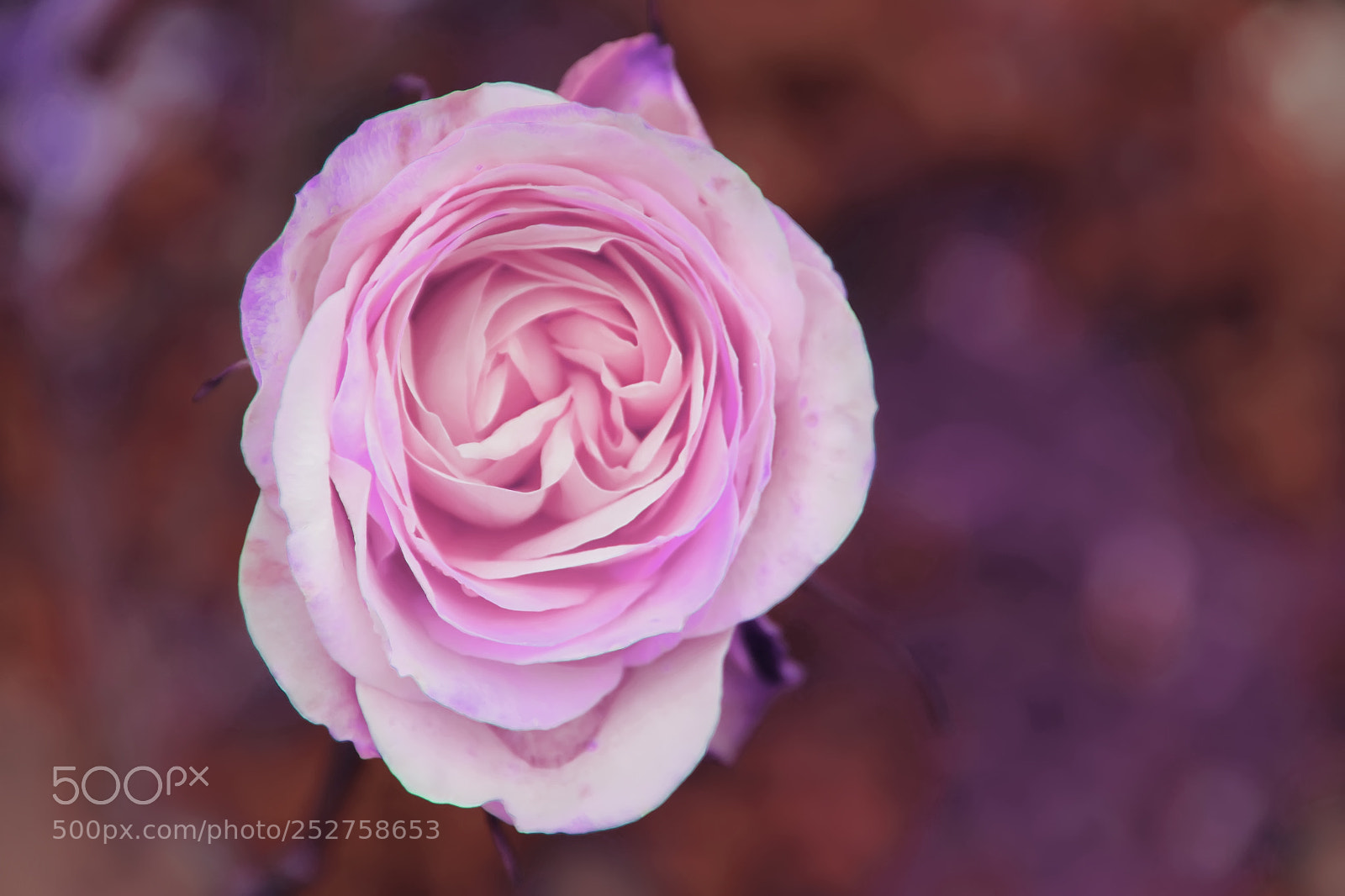 Canon EOS 7D sample photo. Rose photography