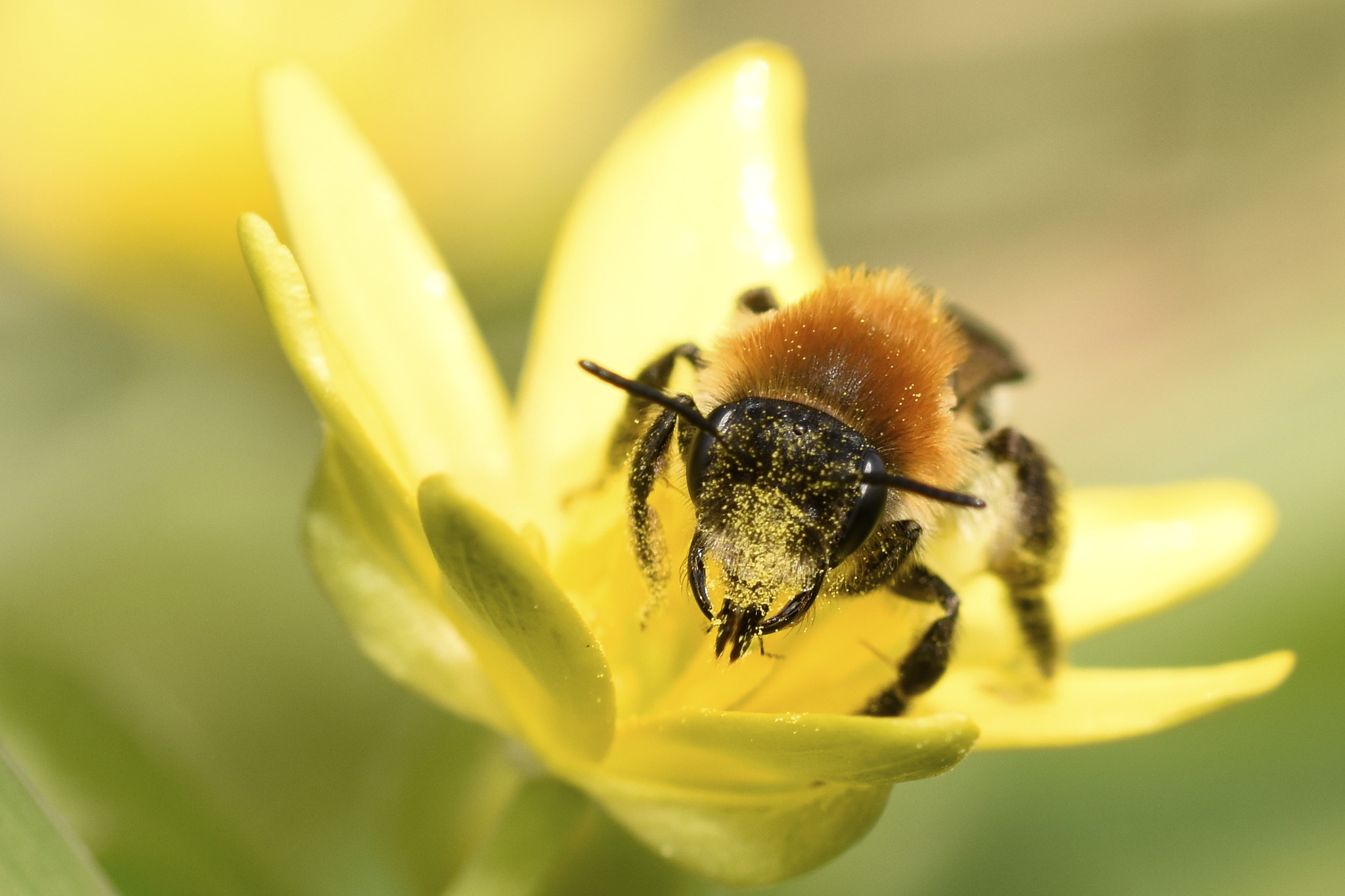Nikon D5500 + Sigma 105mm F2.8 EX DG OS HSM sample photo. Common carder bee photography