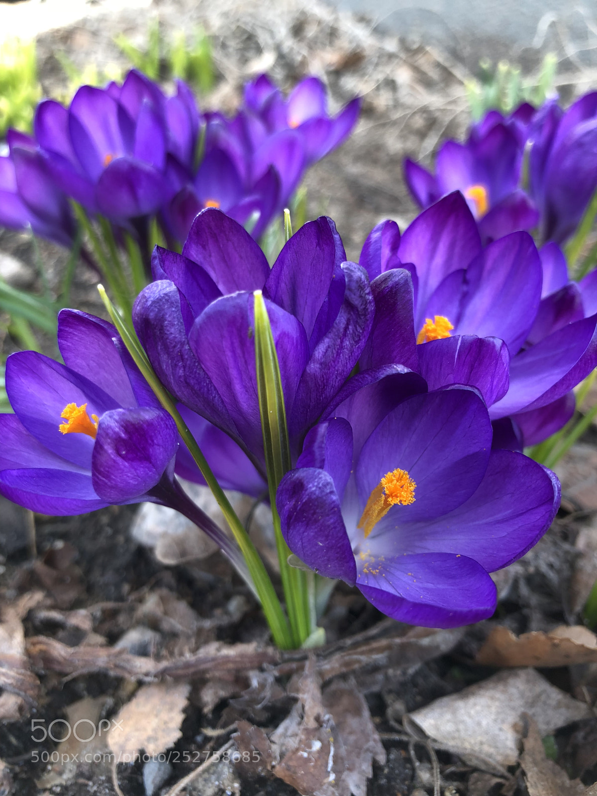 Apple iPhone 8 sample photo. Spring ii photography