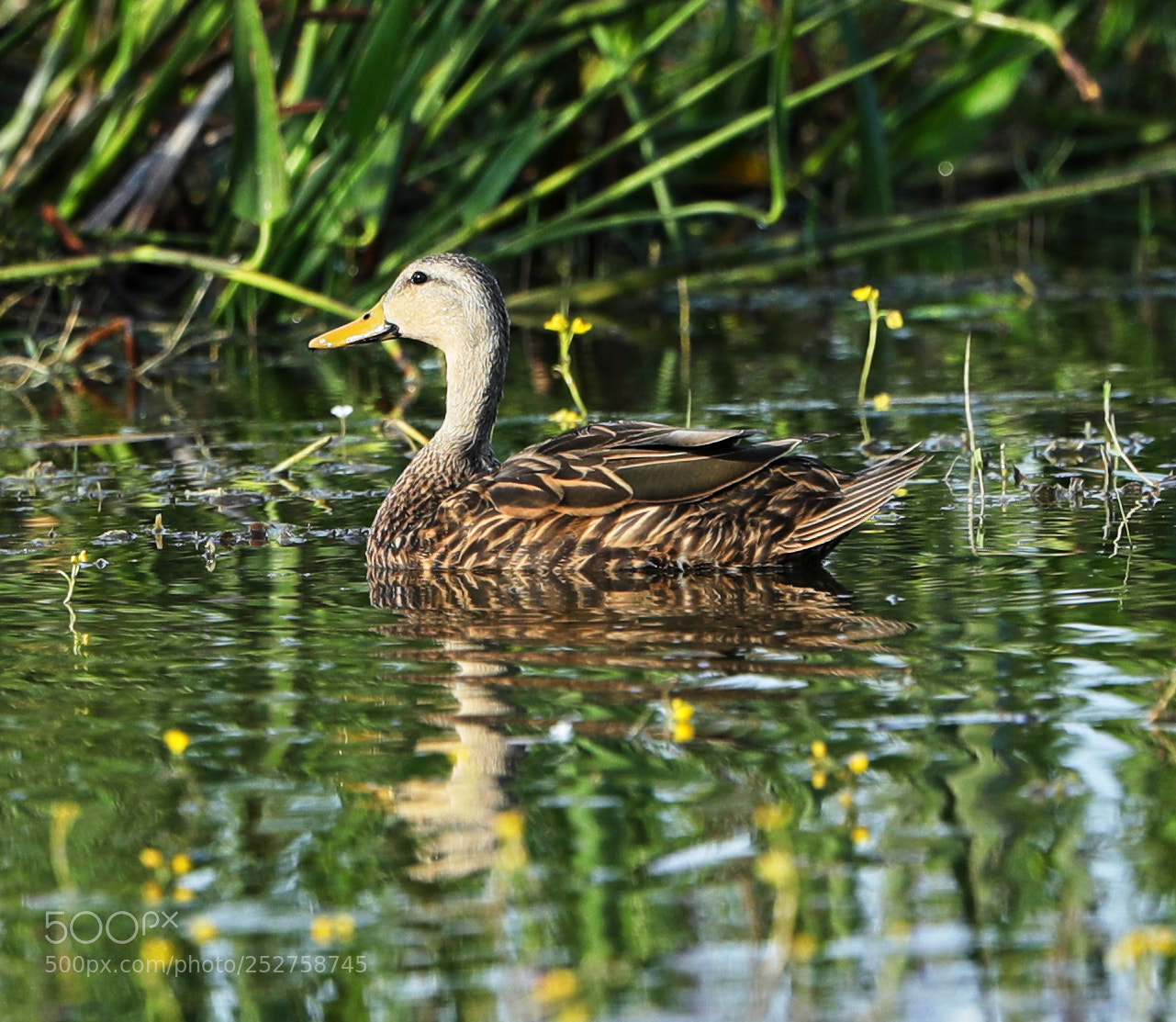 Canon EOS-1D X Mark II sample photo. 04-08-18-0011116.jpg photography