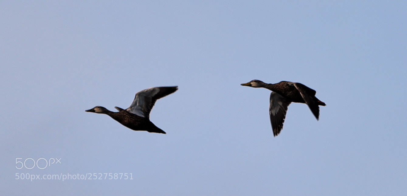 Canon EOS-1D X Mark II sample photo. 04-08-18-0011113.jpg photography