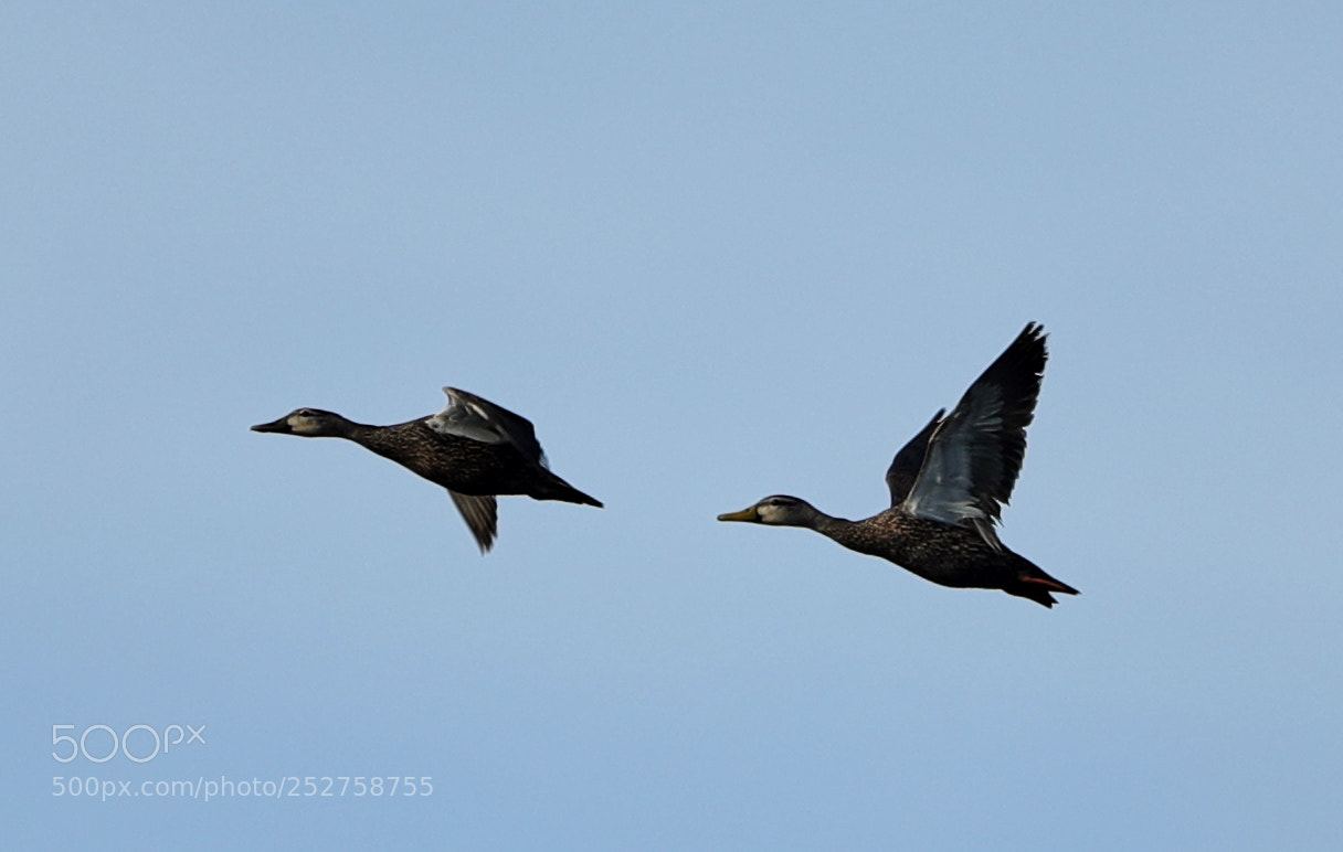 Canon EOS-1D X Mark II sample photo. 04-08-18-0011112.jpg photography