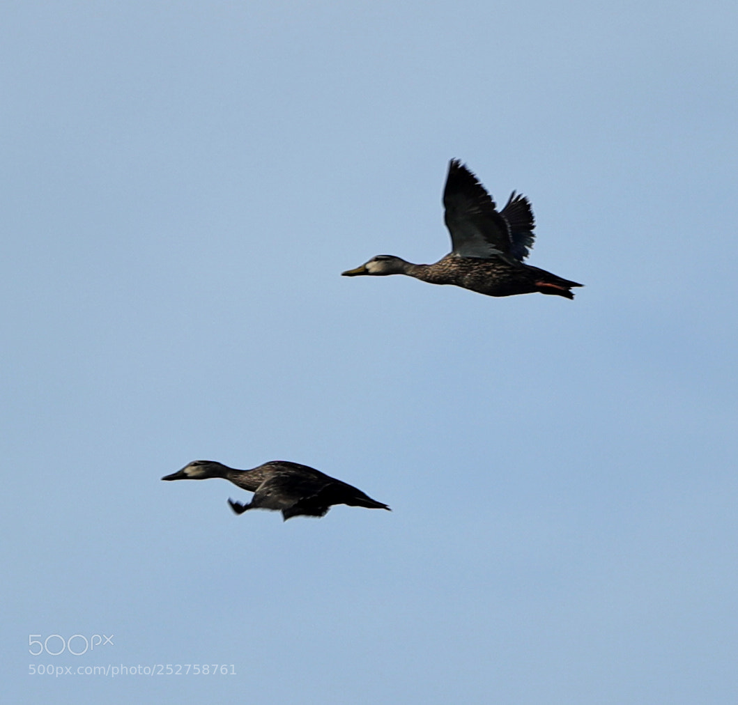 Canon EOS-1D X Mark II sample photo. 04-08-18-0011110.jpg photography